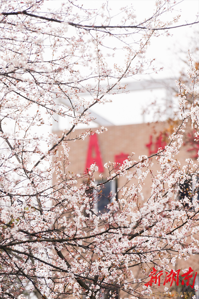 taptap点点体育紫叶李花开惹人醉