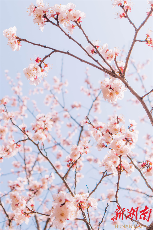 taptap点点体育紫叶李花开惹人醉